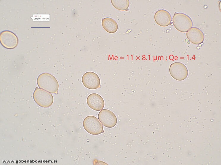 MYCENA CF GALERICULATA SPORE