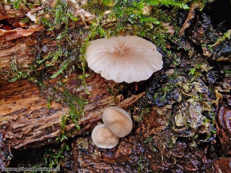 MYCENA CF GALERICULATA2
