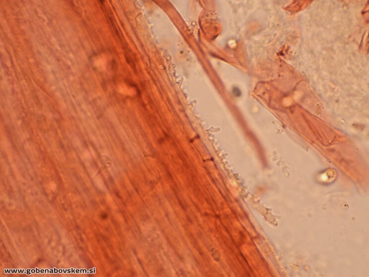 MYCENA CF METATA CHAULO