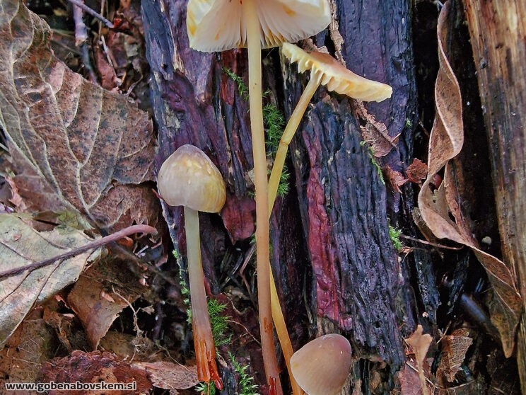 MYCENA CROCATA