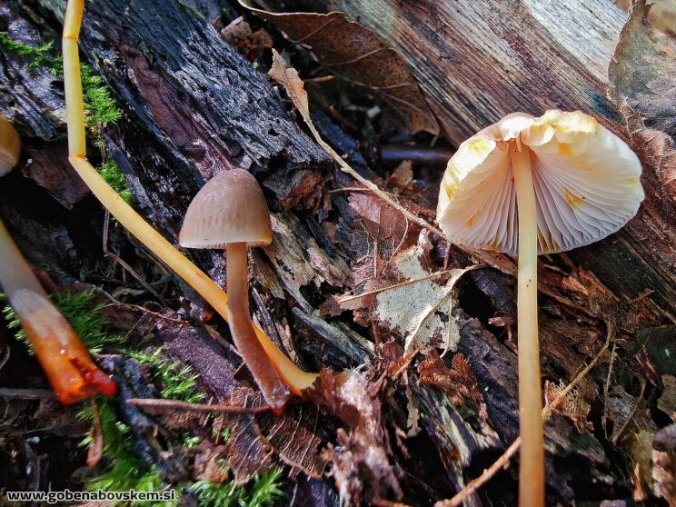 MYCENA CROCATA2