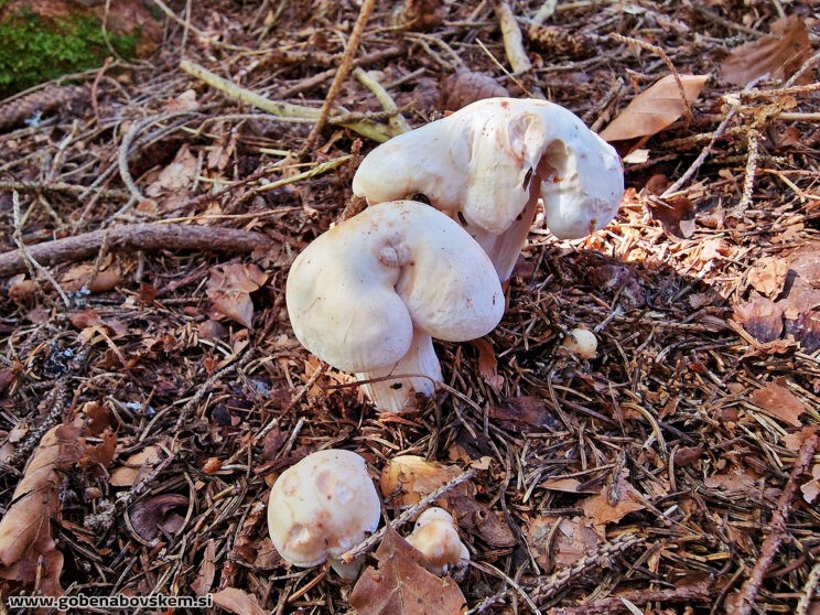 RHODOCOLLYBIA MACULATA