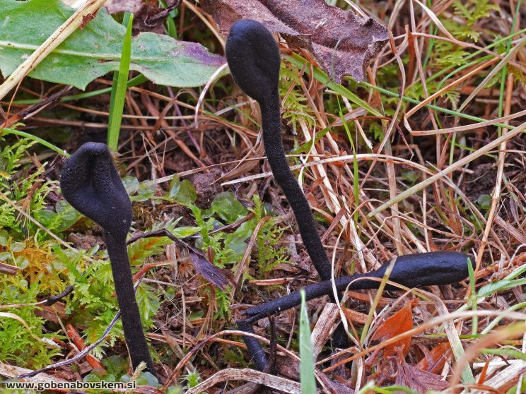 Stacked from 21 images. Method=B (R=5,S=4)