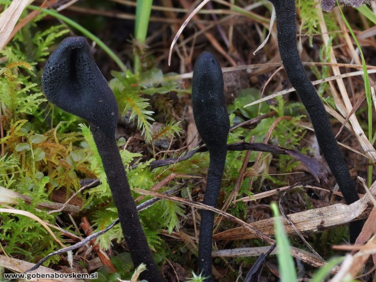 Stacked from 32 images. Method=B (R=5,S=4)