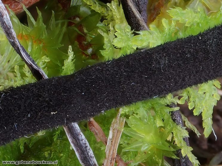 Stacked from 32 images. Method=B (R=5,S=4)