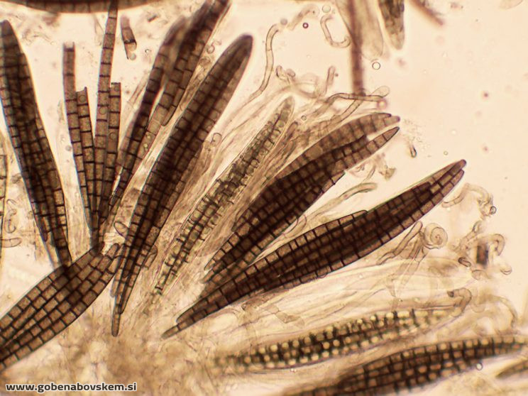 TRICHOGLOSSUM HIRSUTUM2