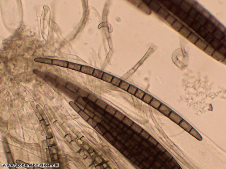 TRICHOGLOSSUM HIRSUTUM3