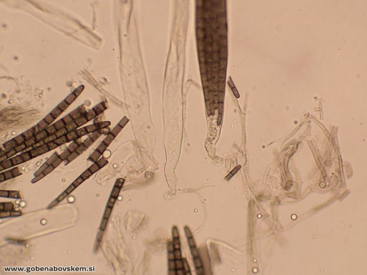 TRICHOGLOSSUM HIRSUTUM4