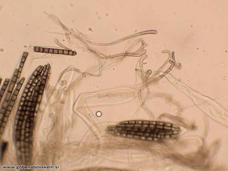 TRICHOGLOSSUM HIRSUTUM5