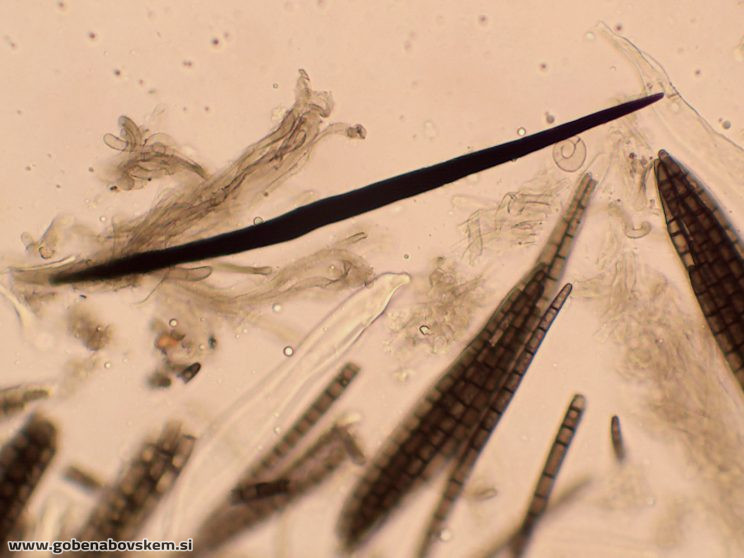 TRICHOGLOSSUM HIRSUTUM7