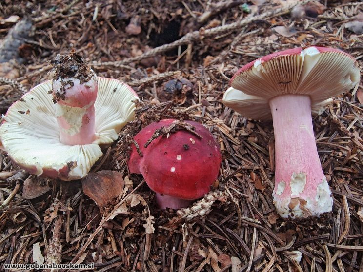 russula xerampelina