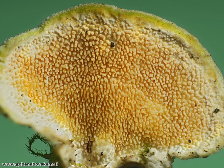 Stacked from 95 images. Method=B (R=8,S=4)