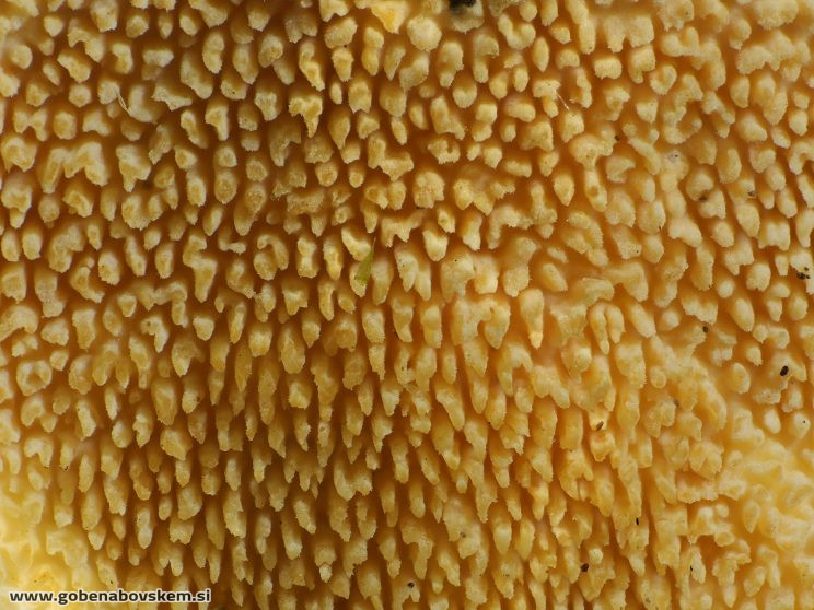 Stacked from 95 images. Method=B (R=8,S=4)