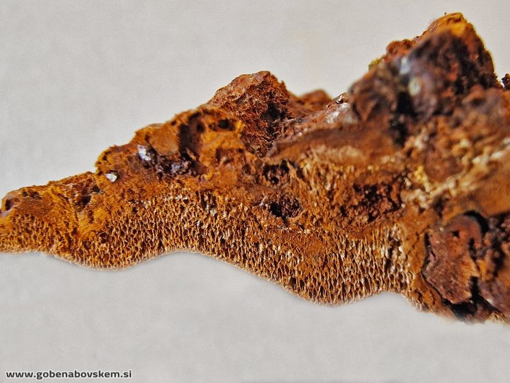 PHELLINOPSIS CONHATUS 5