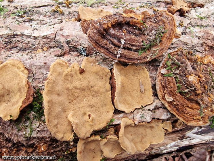 PHELLINOPSIS CONHATUS SETAE RABELK 3 3 25 3