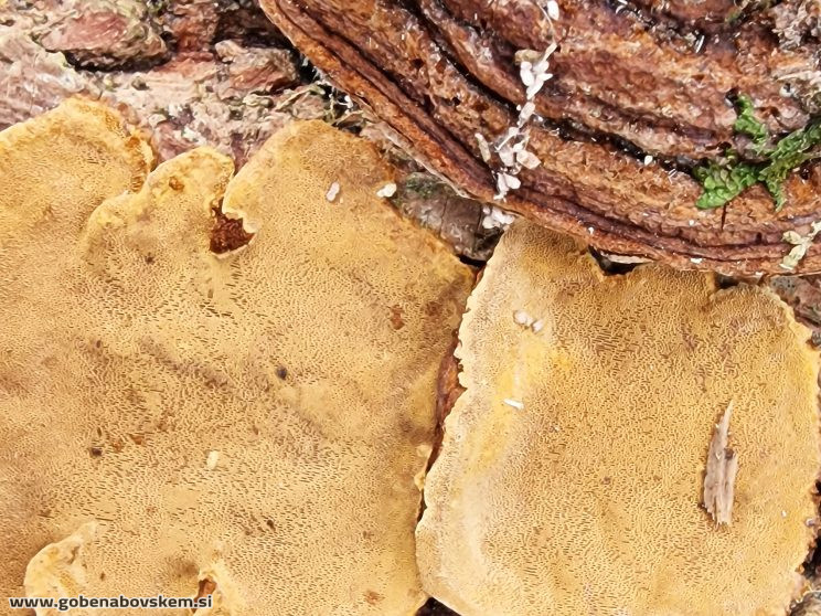 PHELLINOPSIS CONHATUS SETAE RABELK 3 3 25 4