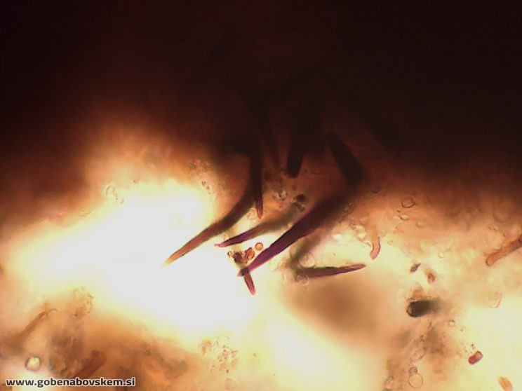 PHELLINOPSIS CONHATUS SETAE RABELK 3 3 25