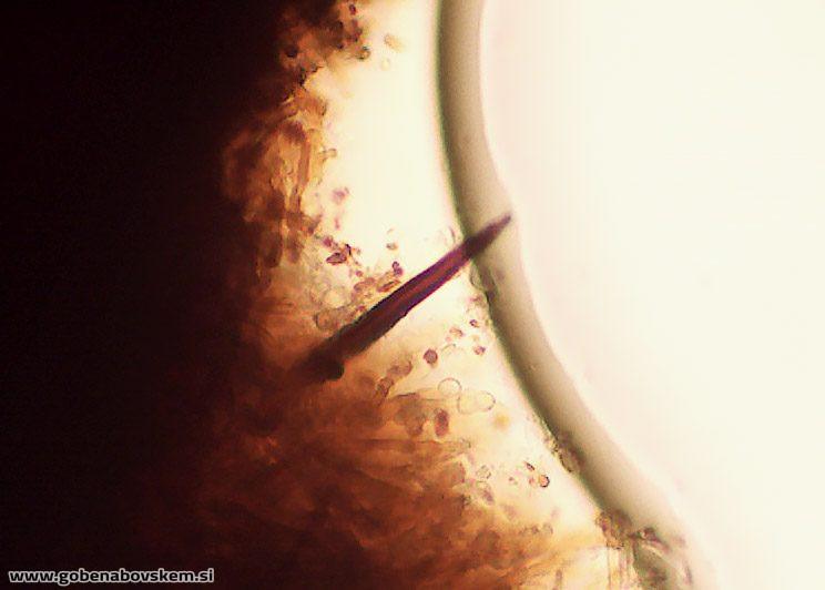 PHELLINOPSIS CONHATUS SETAE RABELK 3 3 26 2