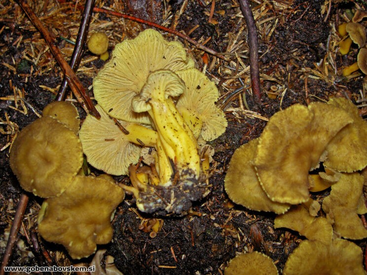 CRATERELLUS TUBAEFORMIS
