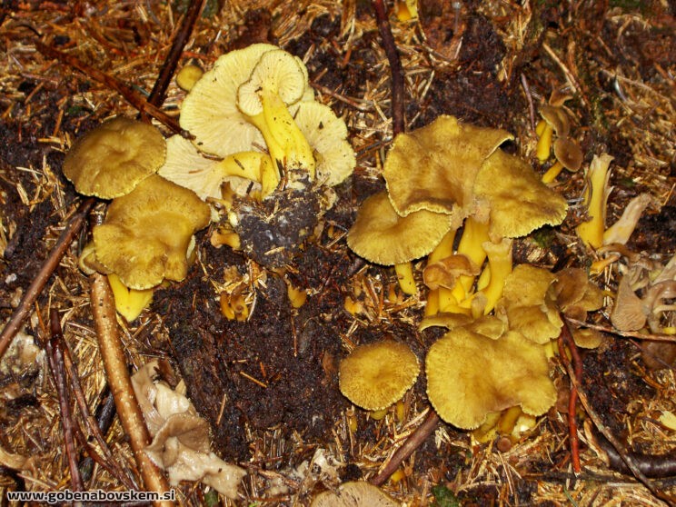 CRATERELLUS TUBAEFORMIS2