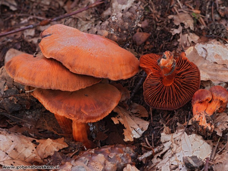 CORTINARIUS CINABARINNUS (1)