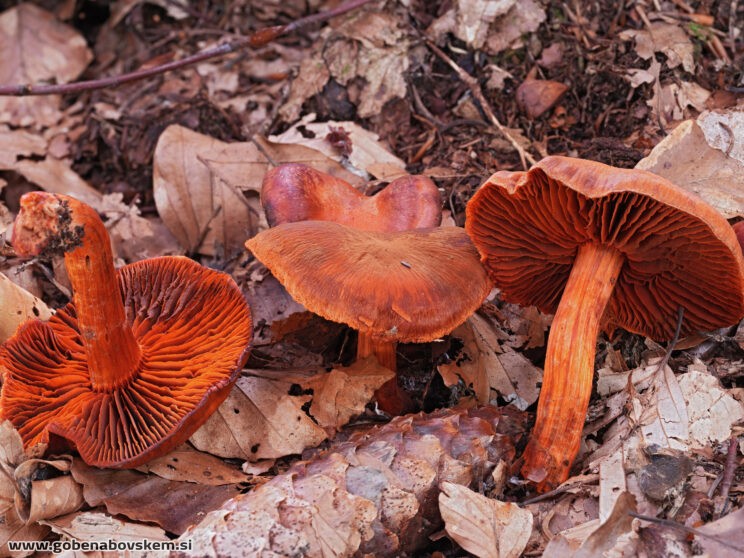 CORTINARIUS CINABARINNUS (2)
