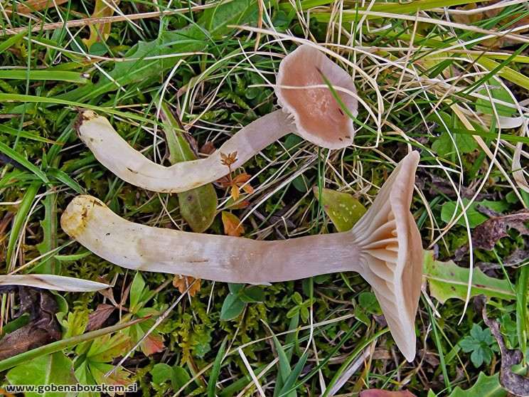 CUPHOPHYLLUS FLAVIPES