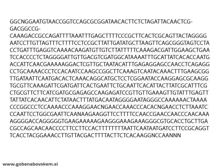 CUPHOPHYLLUS FLAVIPES2