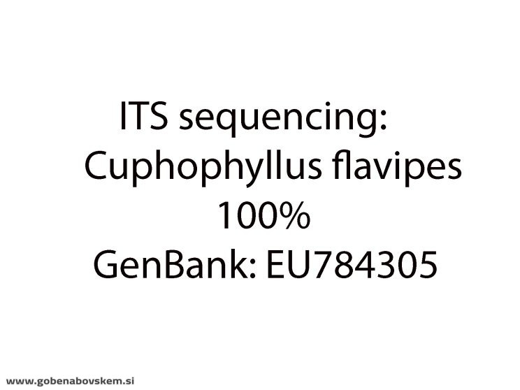 CUPHOPHYLLUS FLAVIPES3