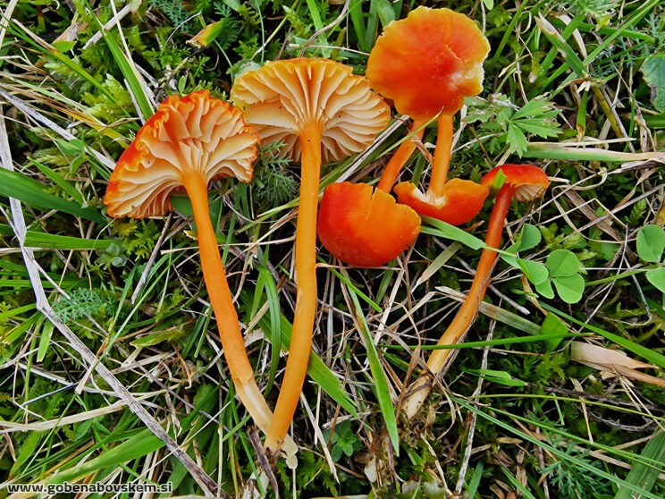 HYGROCYBE CANTHARELUS