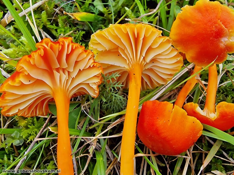 HYGROCYBE CANTHARELUS2