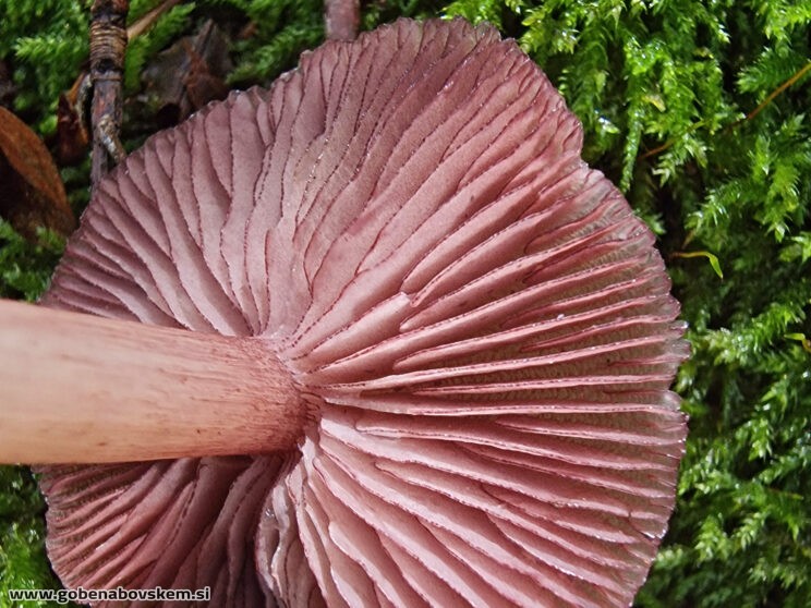 MYCENA PELIANTHINA