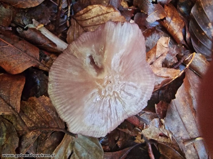 MYCENA PELIANTHINA.2
