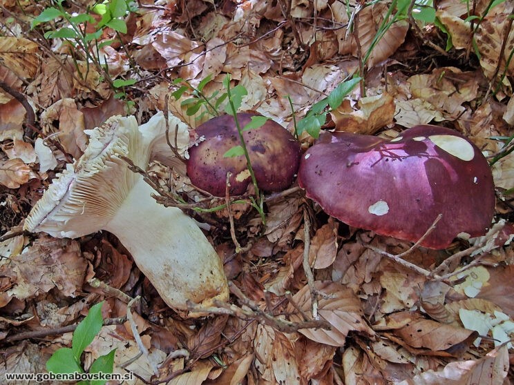 RUSSULA VISCIDA