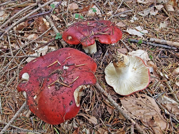 RUSSULA VISCIDA2