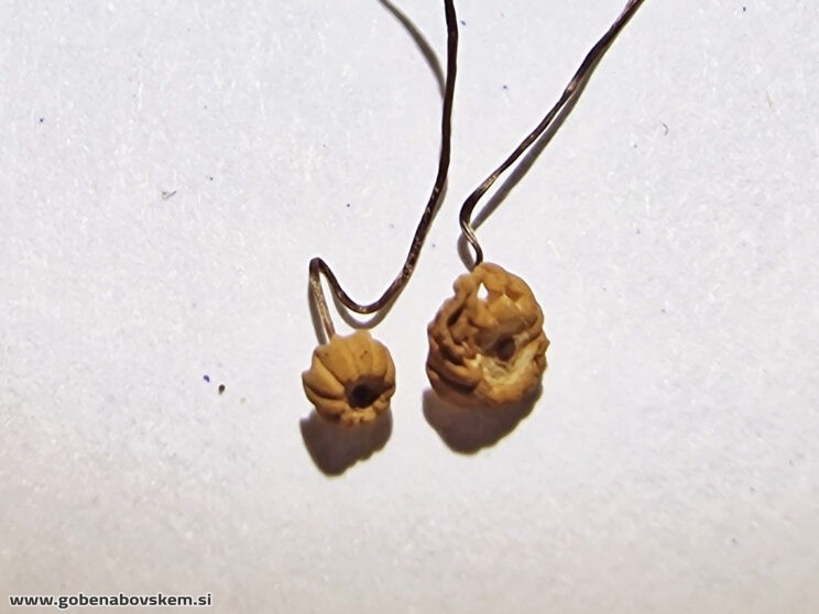 MARASMIUS BULIARDI