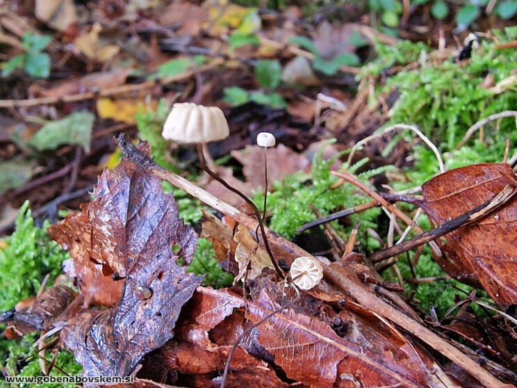 MARASMIUS BULIARDI2