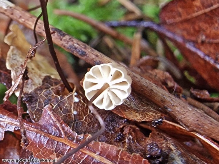 MARASMIUS BULIARDI3