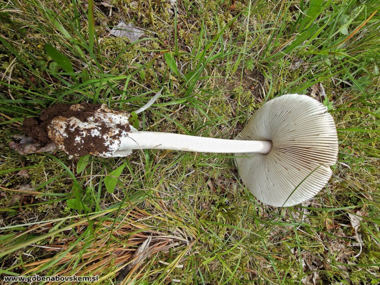 AMANITA BATARAE