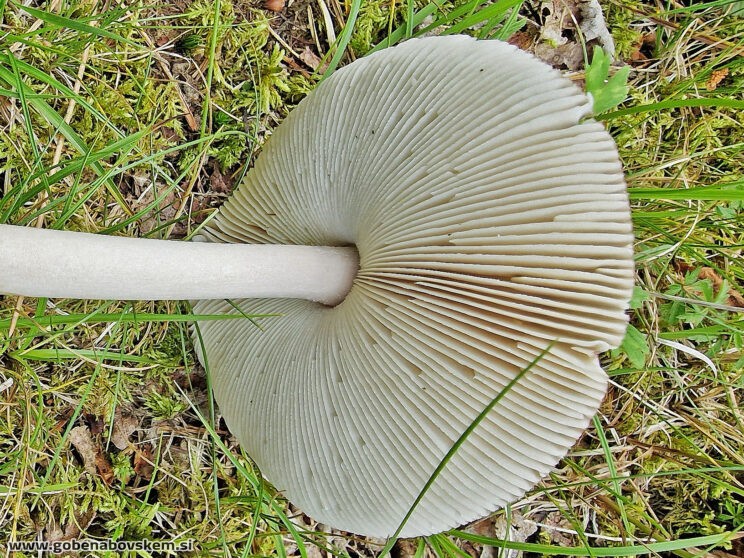 AMANITA BATARAE2