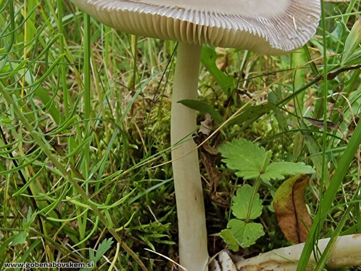 AMANITA BATARAE3