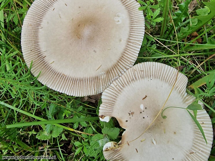 AMANITA BATARAE4