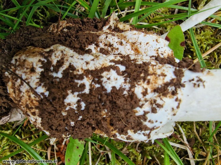 AMANITA BATARAE5