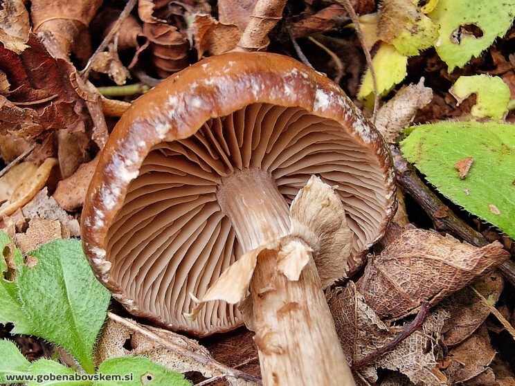 CYCLOCYBE EREBIA2