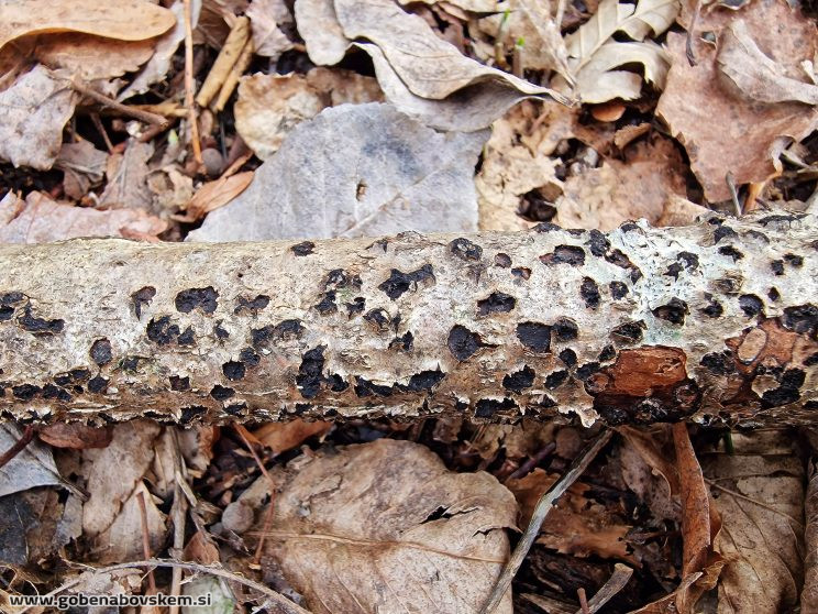 DIATRYPELLA FAVACEA RABELK 3 3 26 2