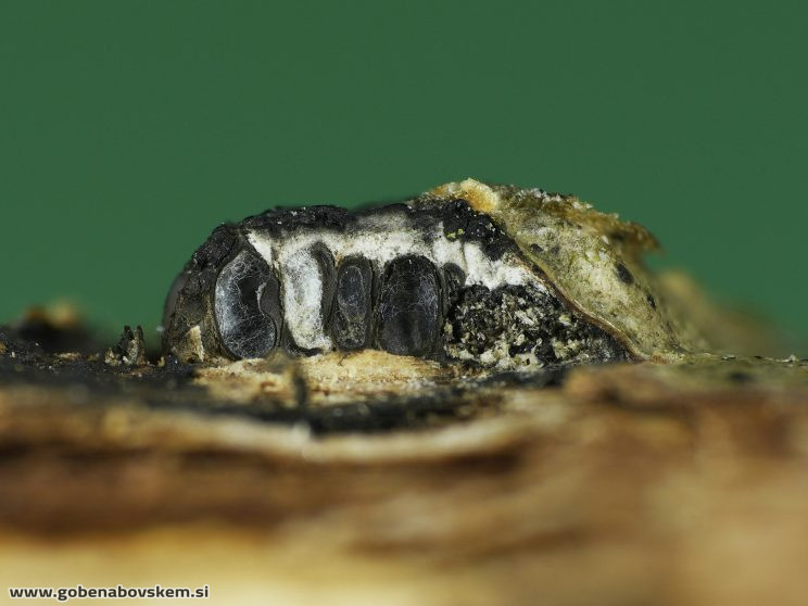 Stacked from 50 images. Method=B (R=8,S=4)