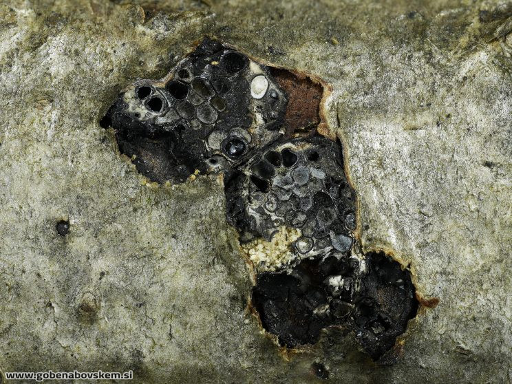 Stacked from 39 images. Method=B (R=8,S=4)