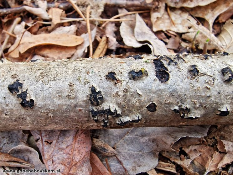 DIATRYPELLA FAVACEA RABELK 3 3 26