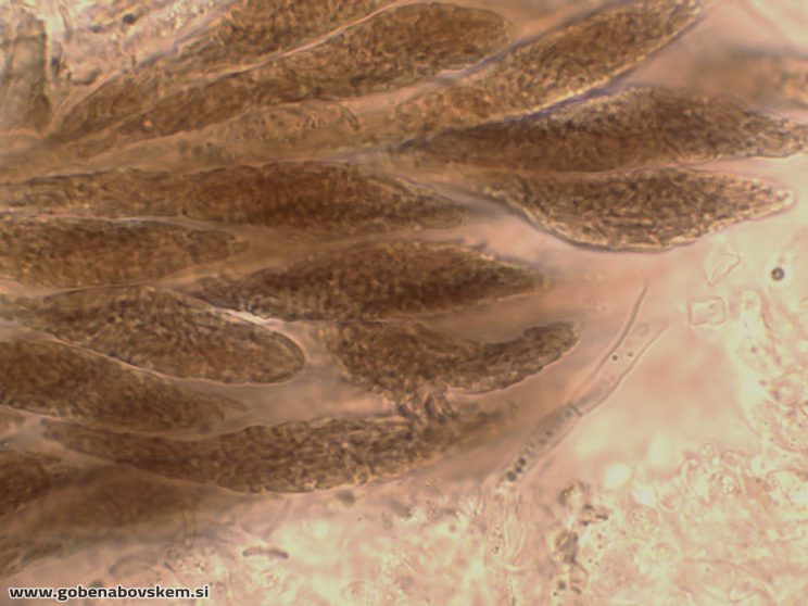 DIATRYPELLA FAVACEA RABELK 3 3 26 77