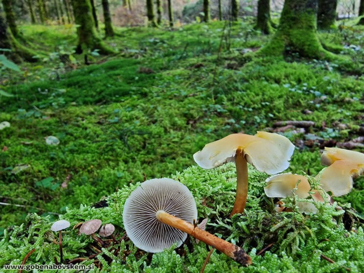 HYPHOLOMA CAPNOIDES